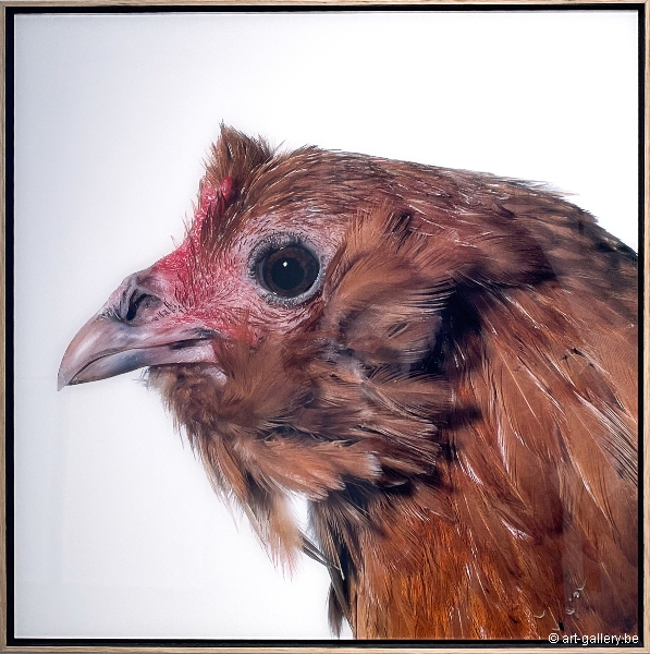 VANMECHELEN Koen - Mechelse Dresdner (M) x Dutch Owlbeard (F)